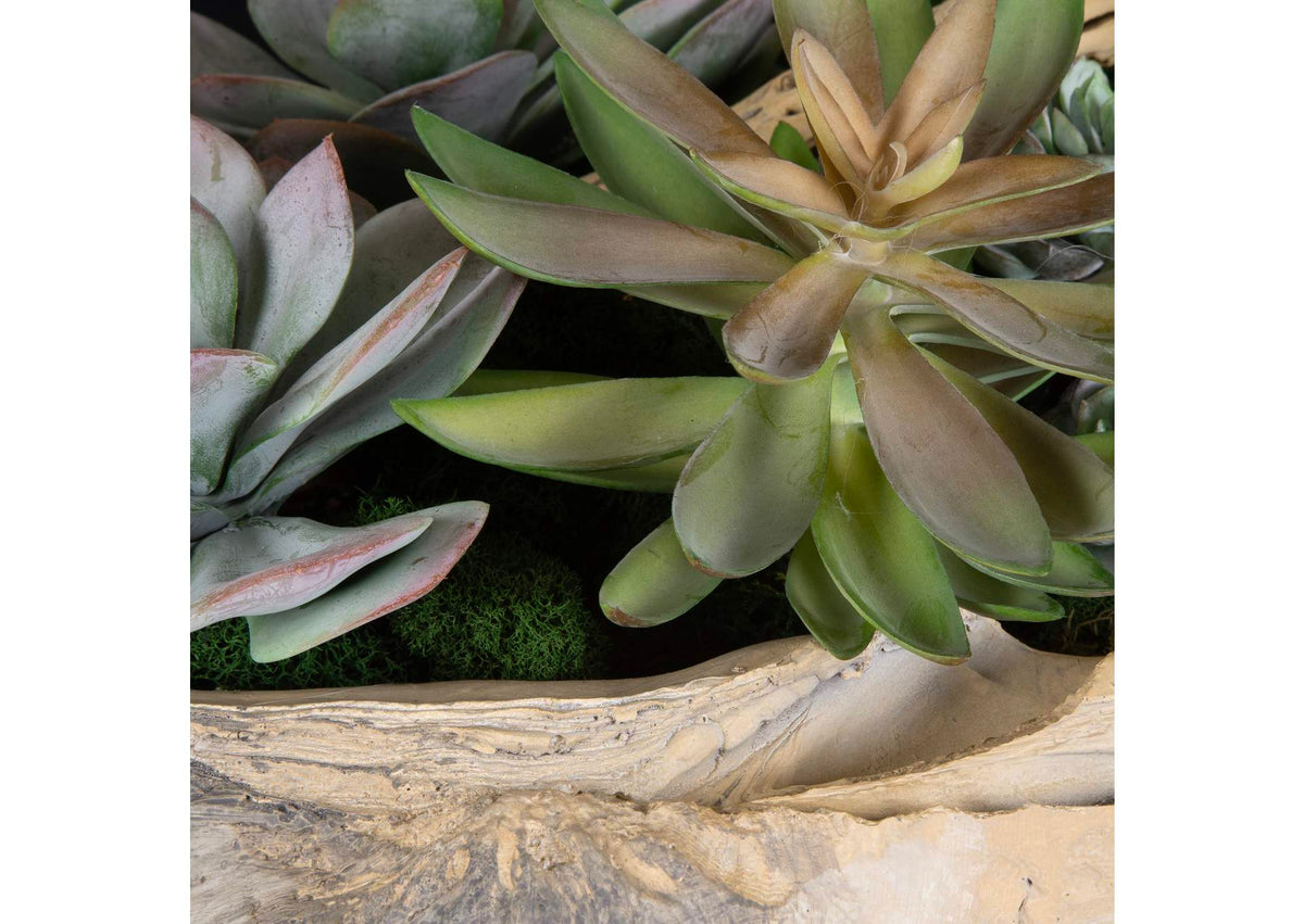 60233 Uttermost Seaside Breeze Succulents