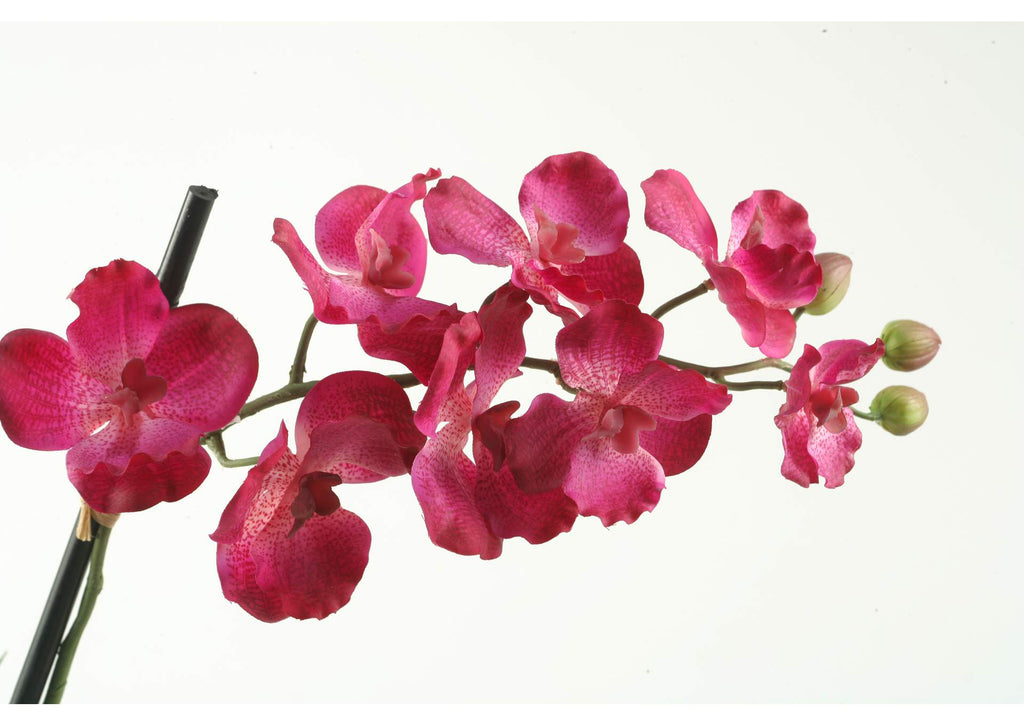 FL2155 Purple Vanda Orchid Stem