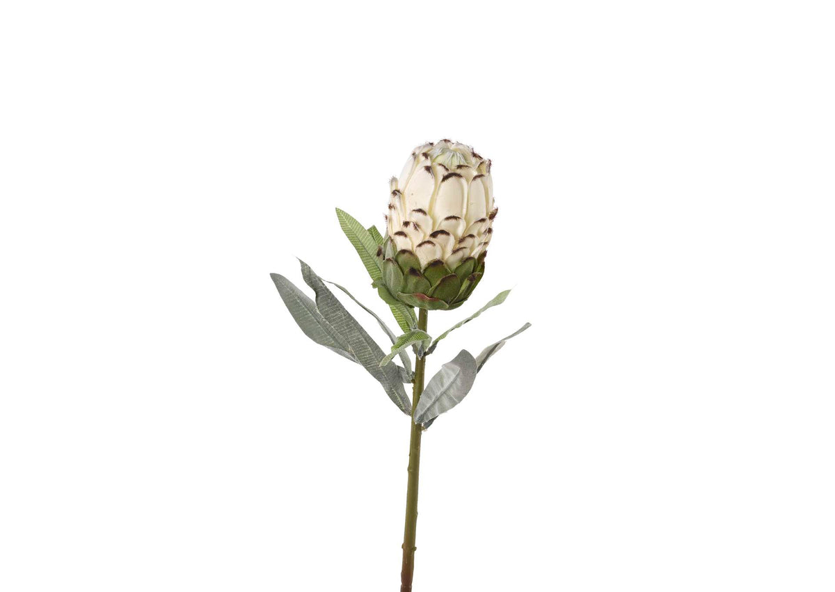 FL2393 White Protea Flower