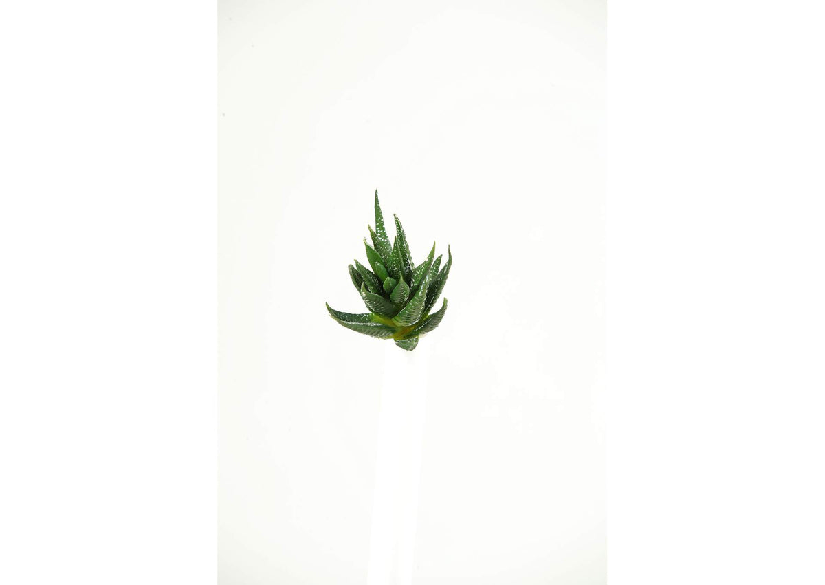 GR1606 Green Spikey Succulent