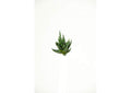 GR1606 Green Spikey Succulent