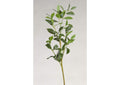 GR1937 Bay Leaf Spray