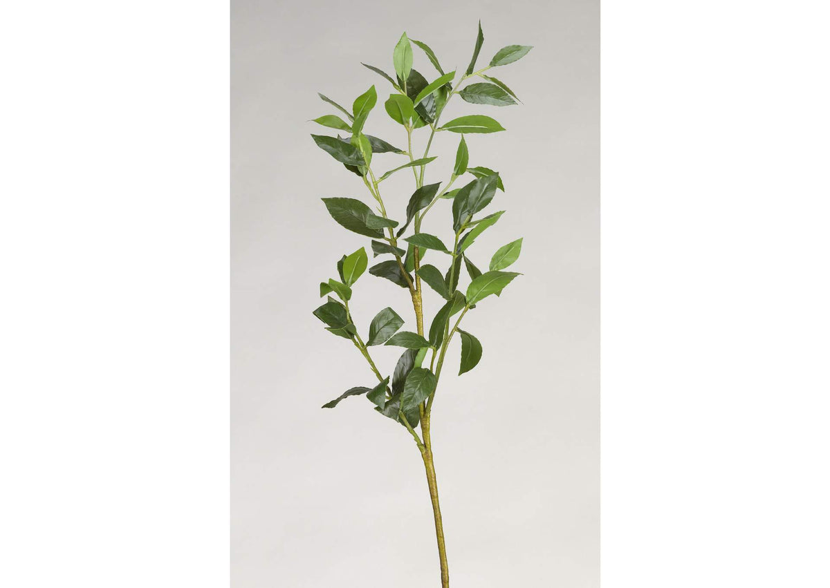 GR1937 Bay Leaf Spray