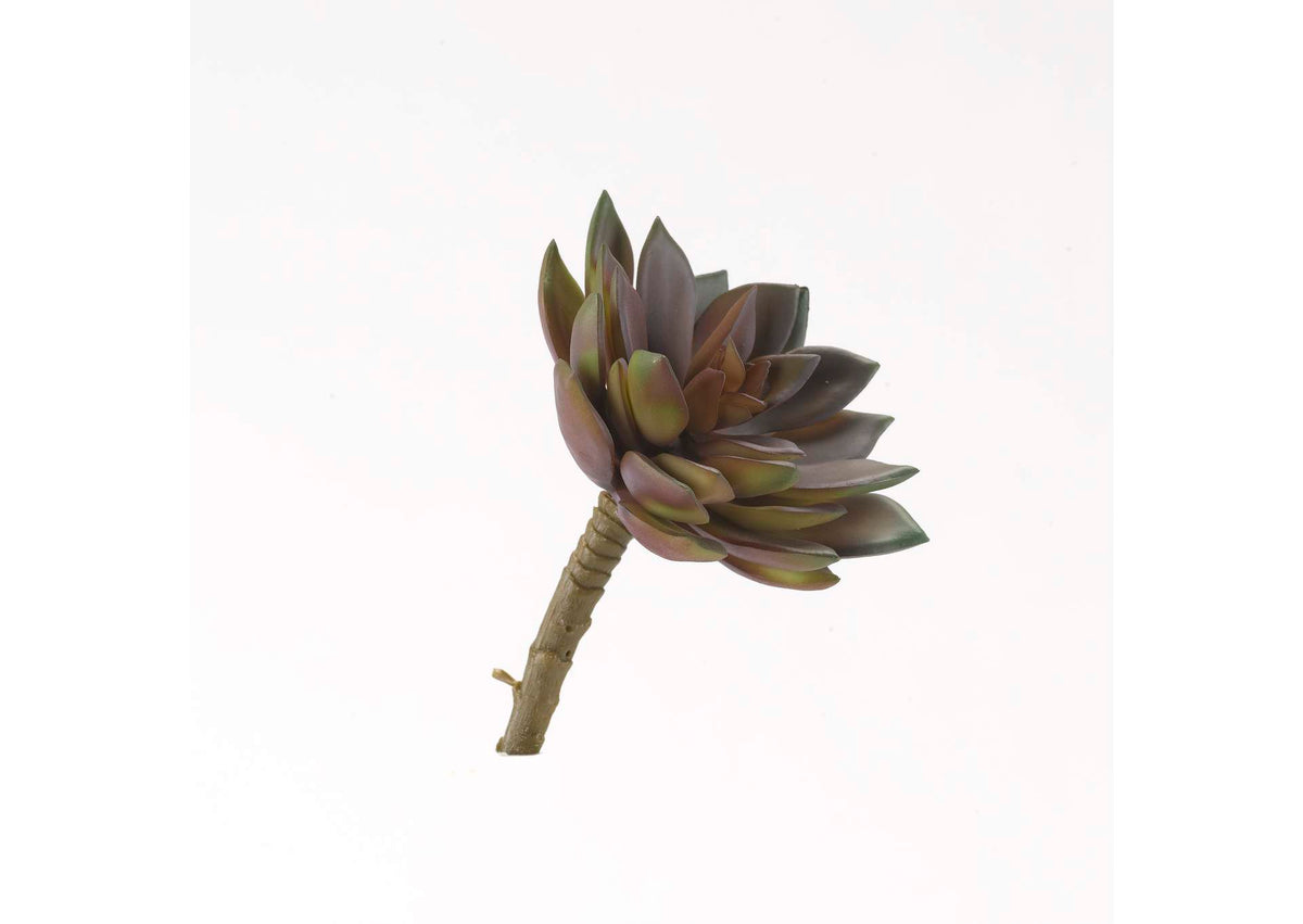 GR2004 Frosty Rose & Green Echeveria