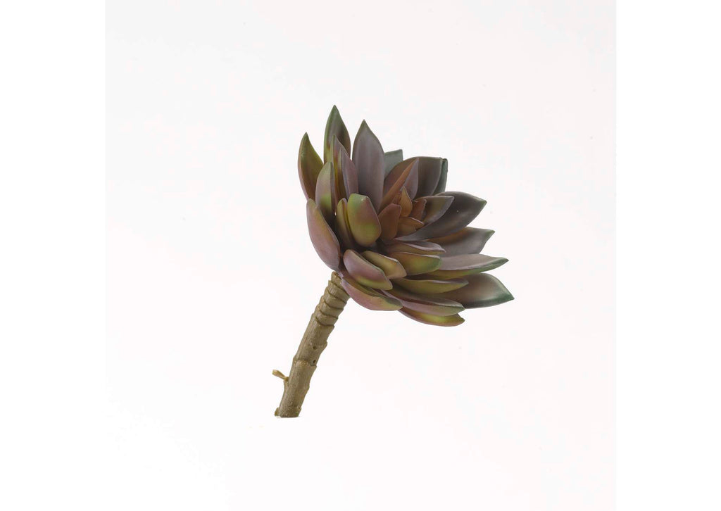 GR2004 Frosty Rose & Green Echeveria