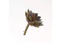 GR2004 Frosty Rose & Green Echeveria