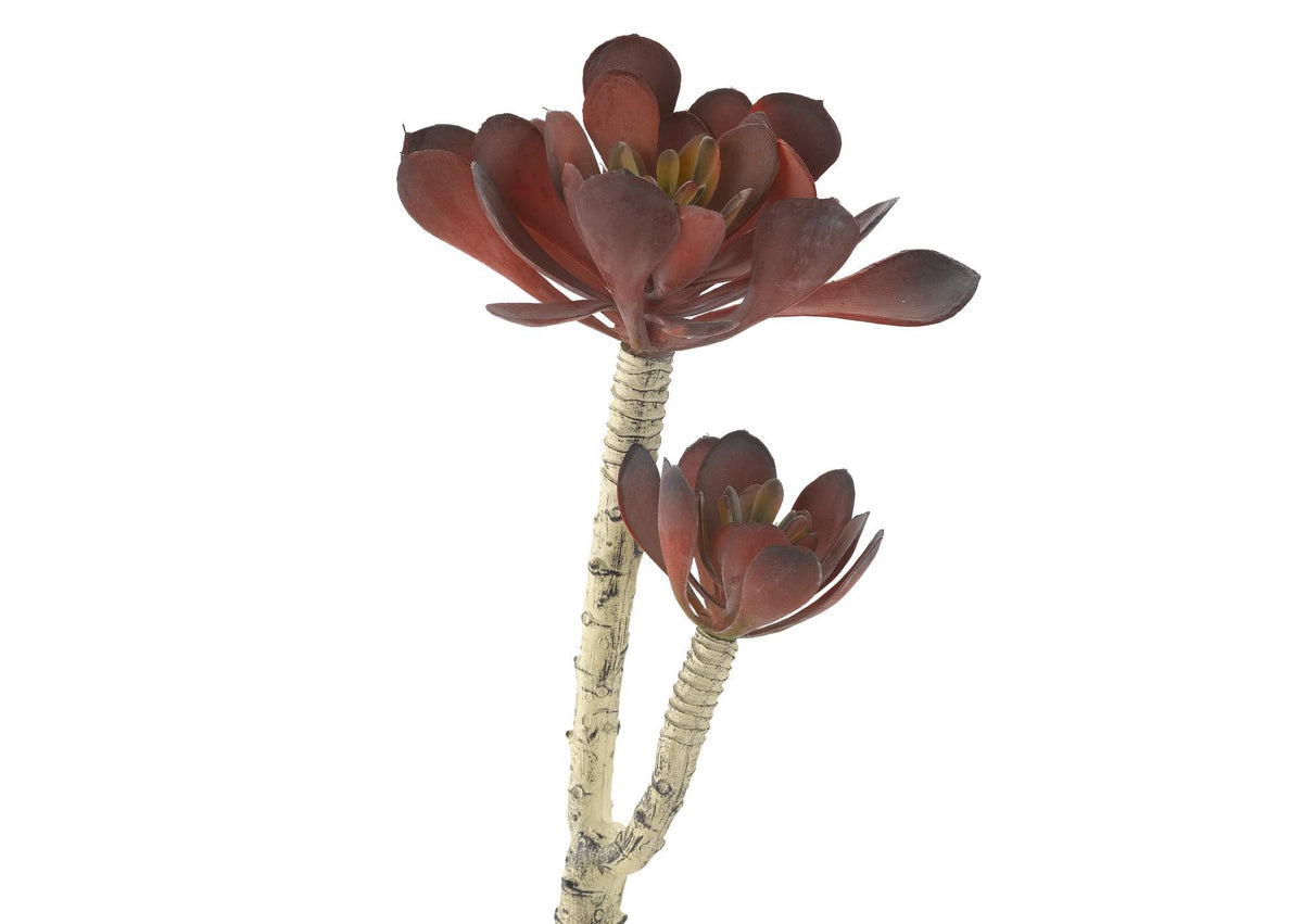 GR2005 Frosty Red Pinwheel Echeveria
