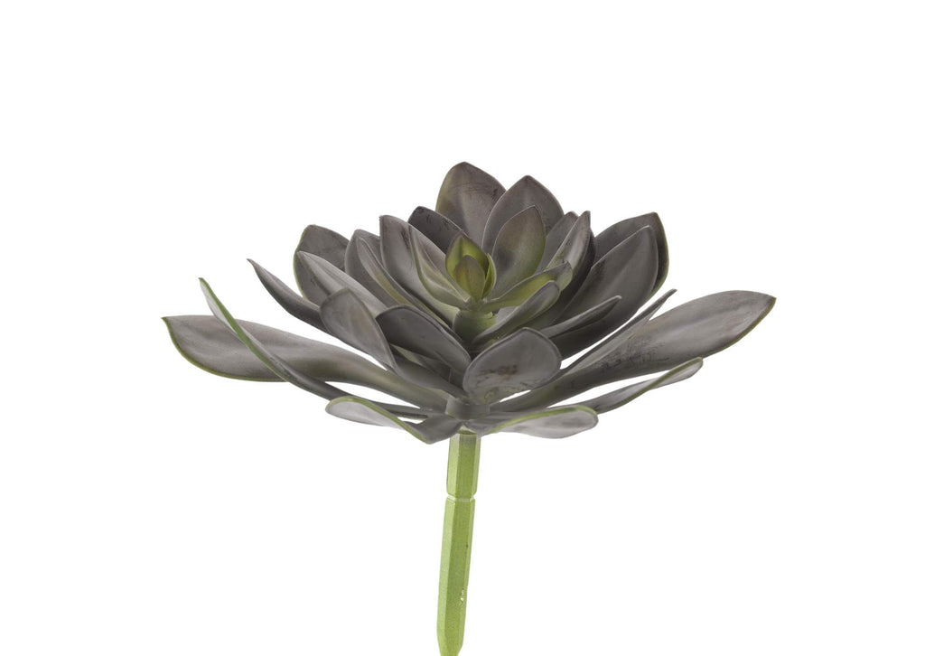 GR2006 Frosty Green - Brown Echeveria