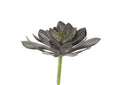 GR2006 Frosty Green - Brown Echeveria