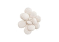 PH104154 Oviferum Succulent Wall Art - White Stone