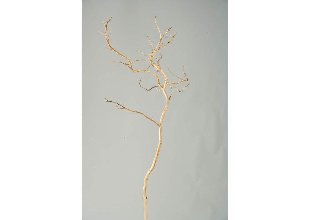 TL619 Small Bushy Sandblasted Dragonwood Trunk