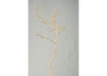 TL619 Small Bushy Sandblasted Dragonwood Trunk