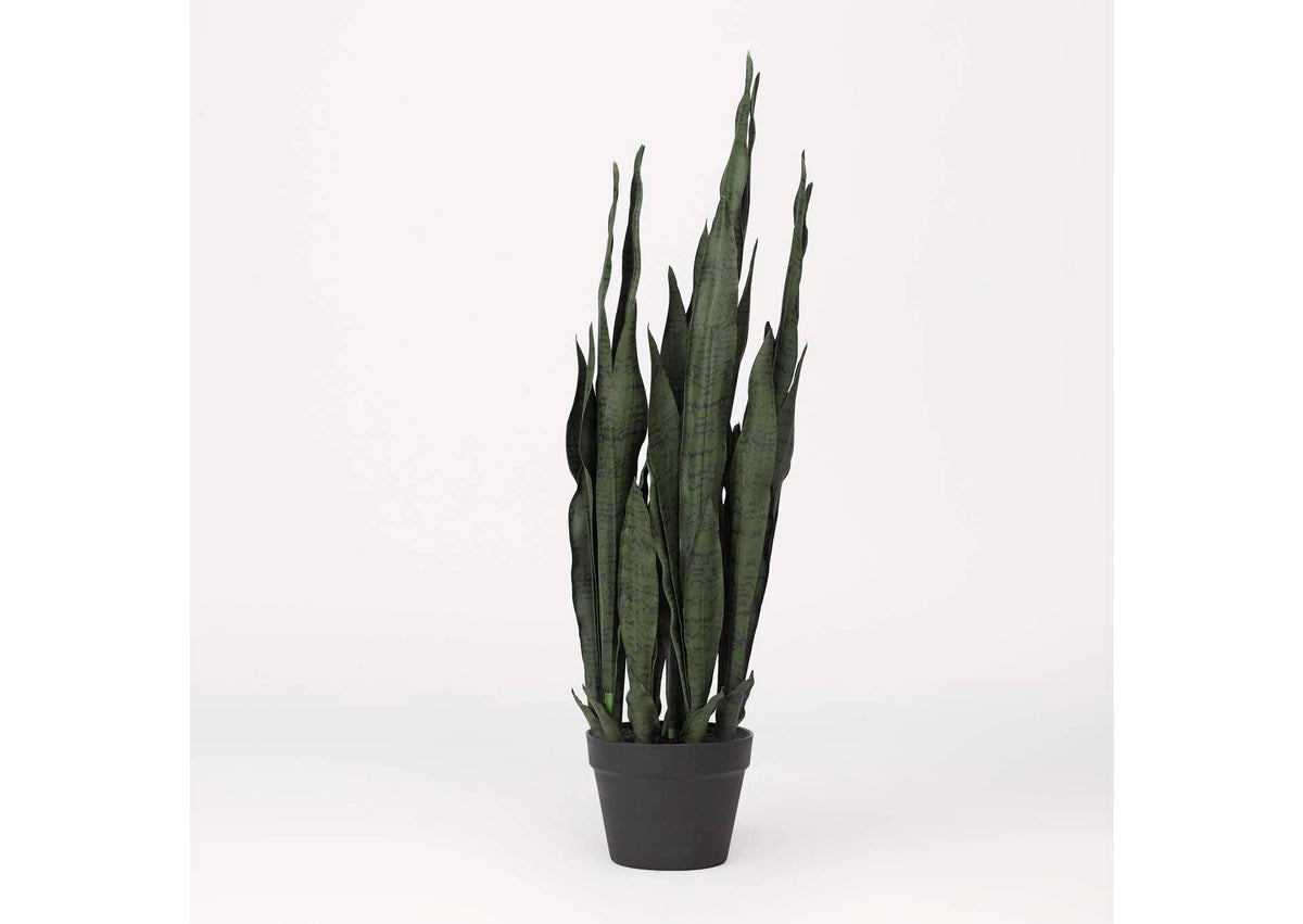 TL814 Sansevieria Plant in Black Plastic Pot