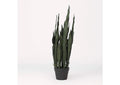 TL814 Sansevieria Plant in Black Plastic Pot