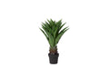 TL821 Sisal Plant in Black Plastic Pot