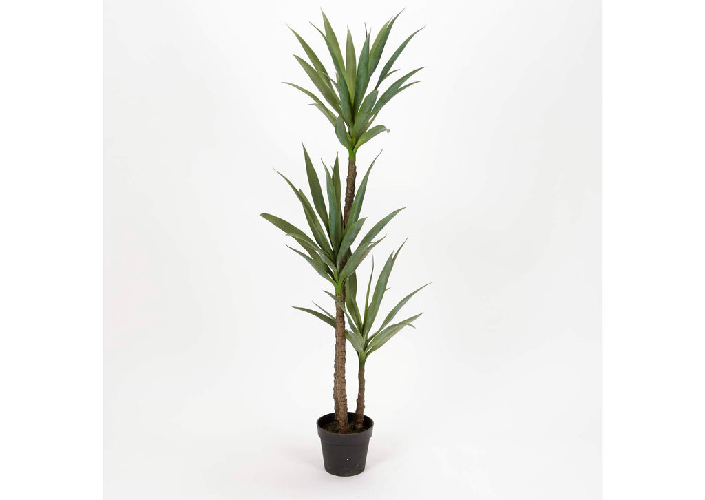 TL824 61" Dracaena Tree