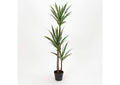 TL824 61" Dracaena Tree