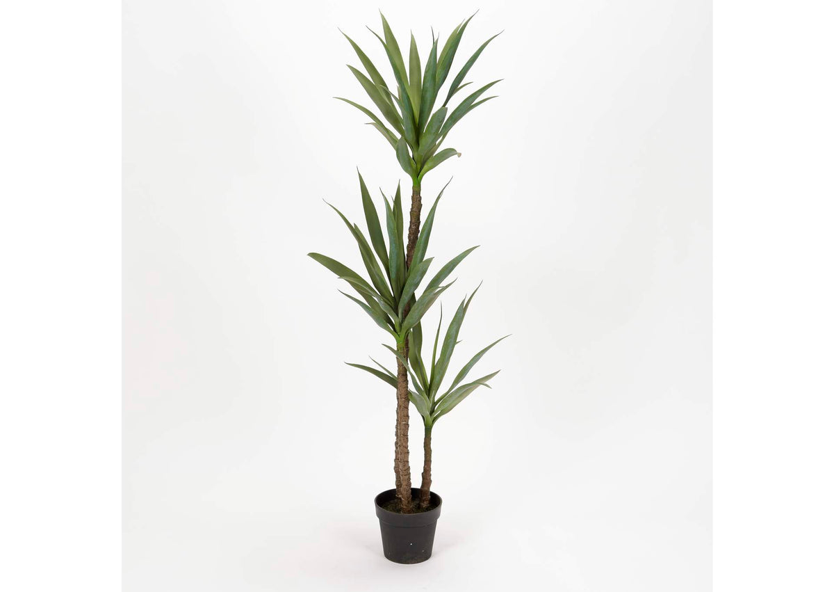 TL824 61" Dracaena Tree